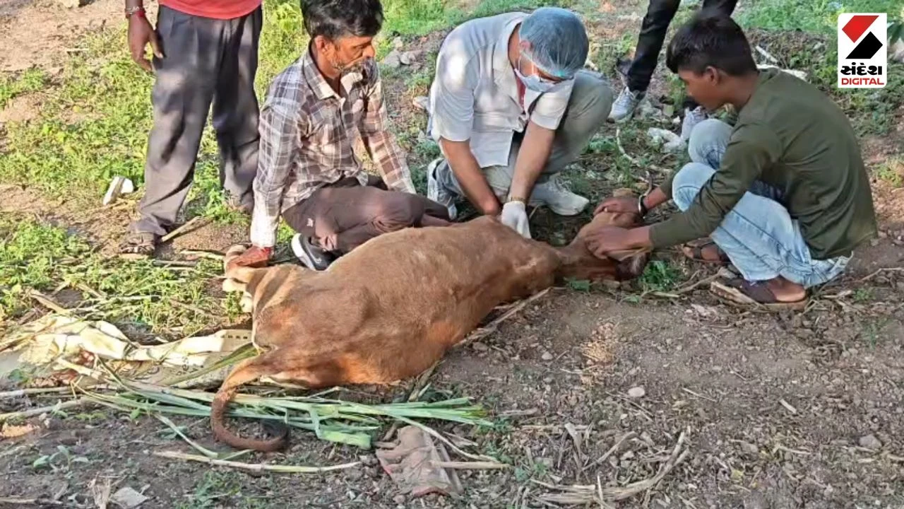 Dwarka News: Lumpy Virus Enters Jam Khambhaliya, Animal Husbandry Department Alert