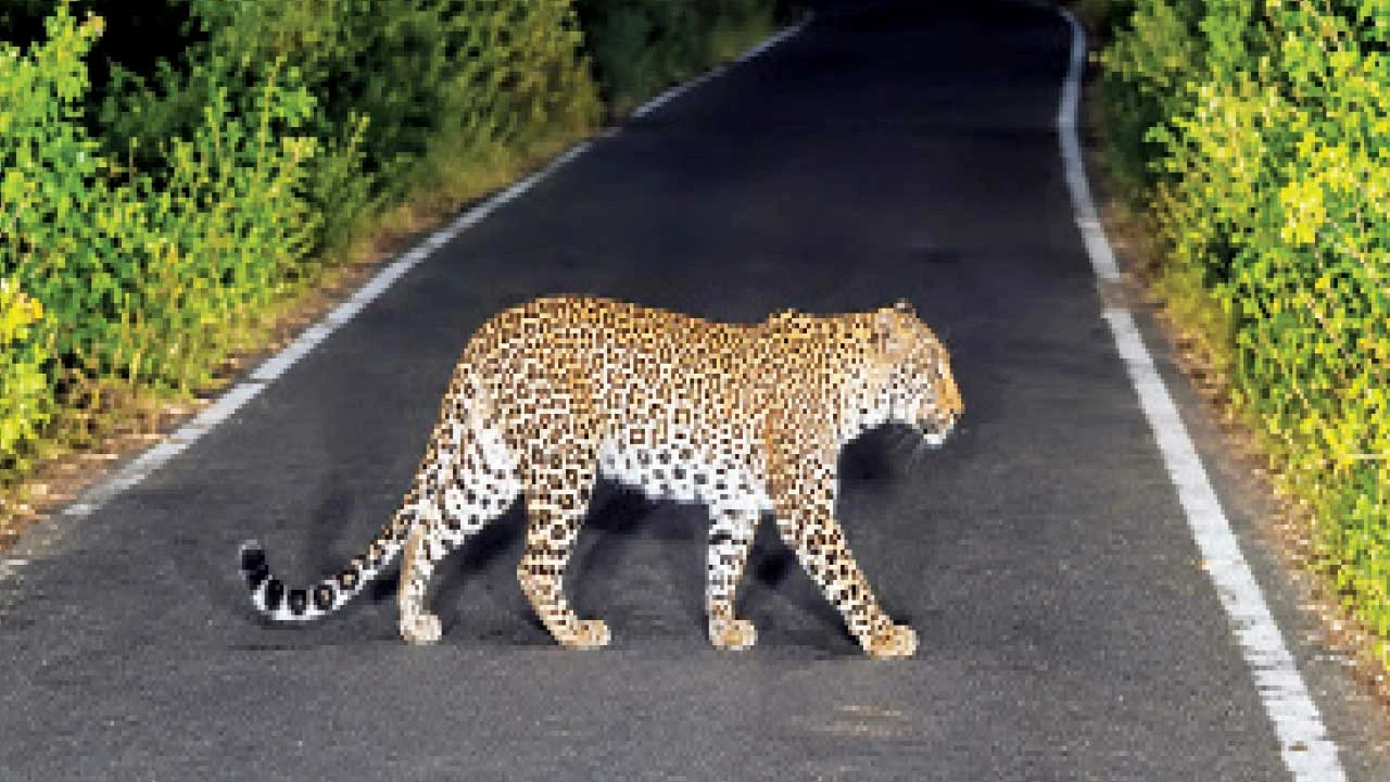 Vadodara : પાવીજેતપુરના ભેંસાવહી-અંબાડી રોડ પર મોડી રાત્રે દીપડો દેખાતાં ફફડાટ