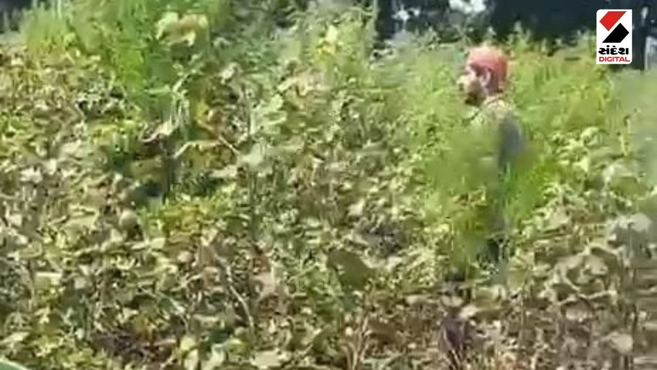 Crime News: NCB & Police Bust Illegal Cannabis Farming in Udaipur