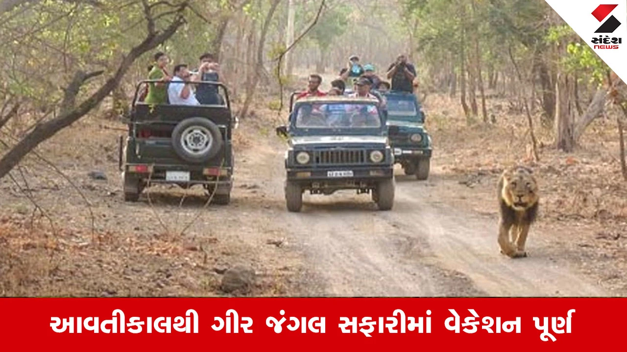 Junagadh News: આવતીકાલથી શરૂ થશે ગીર જંગલ સફારી, પ્રવાસીઓ સિંહ દર્શન કરી શકશે