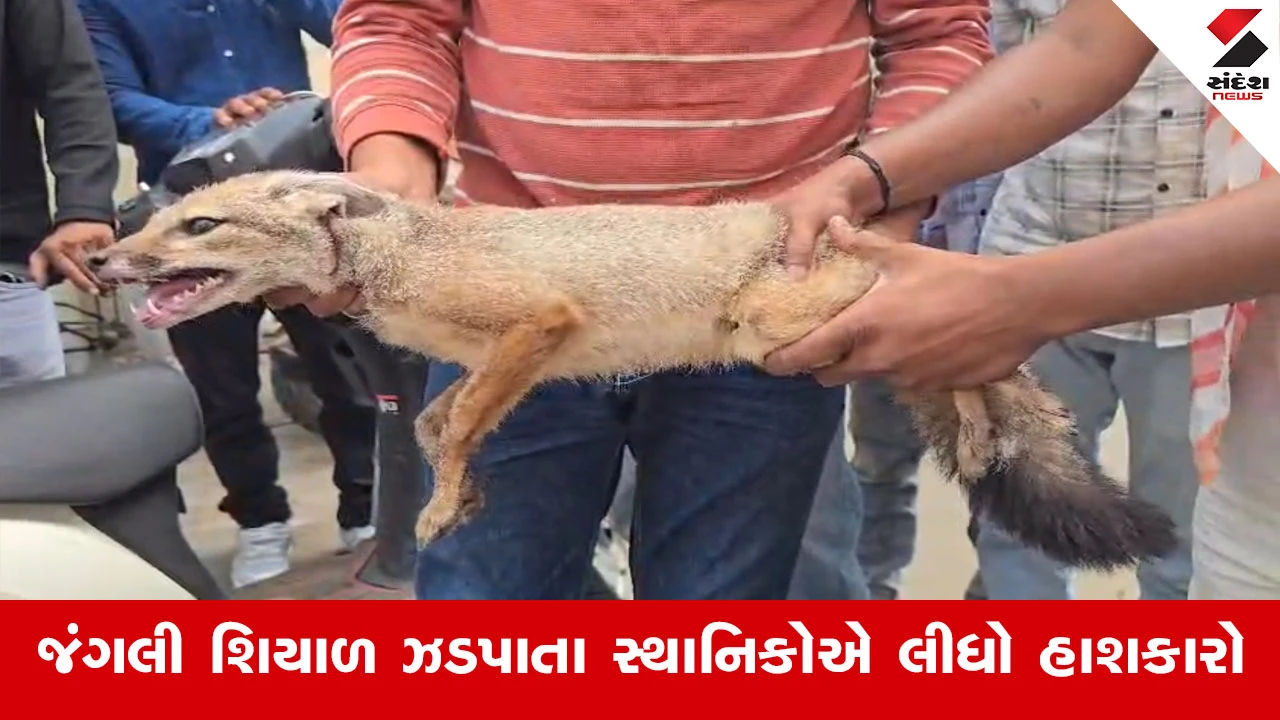 દાહોદના ઠક્કર ફળિયામાં રહેણાંક મકાનમાં જંગલી શિયાળ ઘૂસ્યું