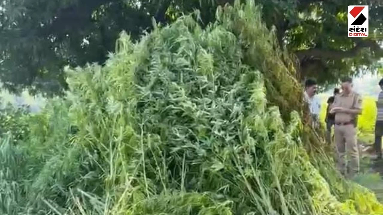 Crime News: NCB & Police Bust Illegal Cannabis Farming in Udaipur