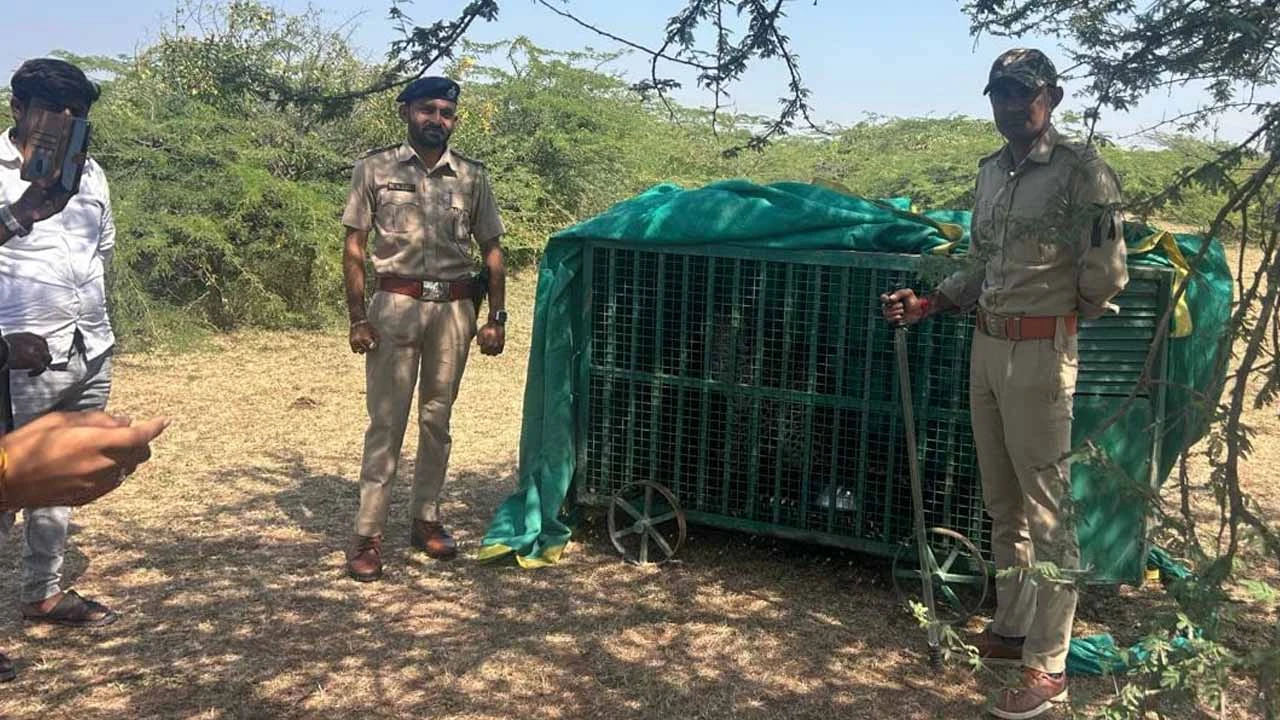 Leopard caught from Lakhamachi area of Thane!