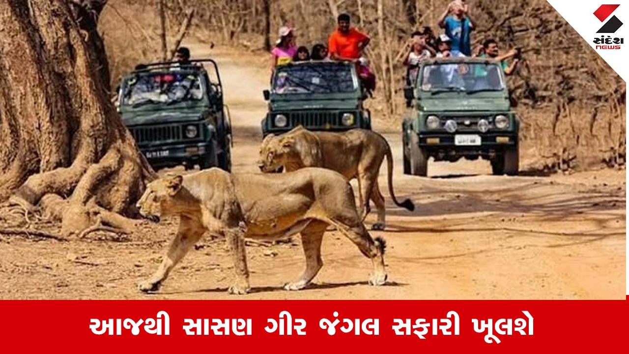 વરસાદી સિઝન પૂર્ણ, સિંહ દર્શન માટે ગીર અભયારણ્ય આજથી પ્રવાસીઓ માટે ખુલ્લું