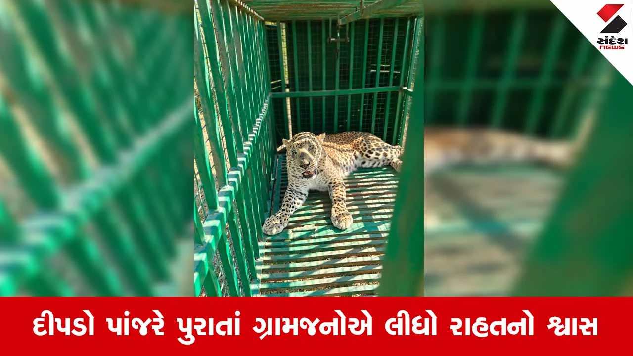 Surendranagar News: થાનના લાખામાચીમાં આખરે દીપડો પાંજરે પુરાયો, વન વિભાગની ટીમને મળી સફળતા