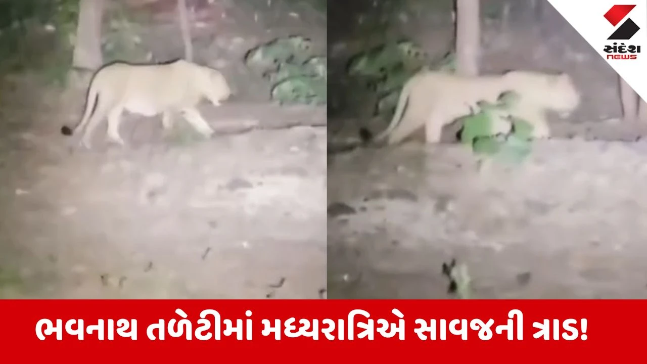 Junagadh: ગિરનારની તળેટીમાં સાવજોની લટાર; શ્રદ્ધાળુઓ અને સહેલાણીઓની અવરજવર વચ્ચે વનરાજો રસ્તા પર ચડ્યા