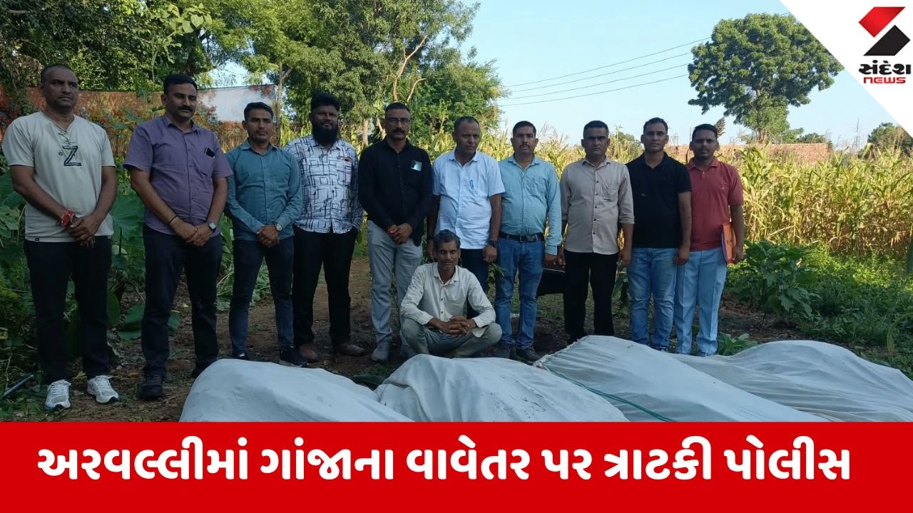 Arvalli: શામળાજીના ગલીસેમરો ગામે ખેતરમાંથી 169 ગાંજાના છોડ ઝડપાયા, ખેડૂતની ધરપકડ