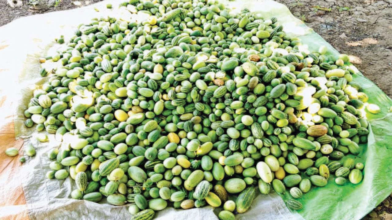 Gir somnath : પરંપરાગત ખેતીથી હટીને ખેડૂતનીનવતર પહેલઃ પાંચ વીઘામાં કોઠીબાનું વાવેતર