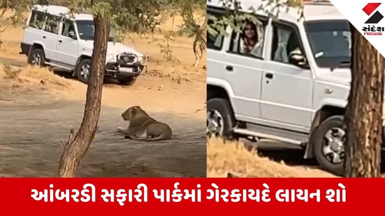 અમરેલી આંબરડી સફારી પાર્કમાં મહિલા મહેમાન માટે લાયન શો