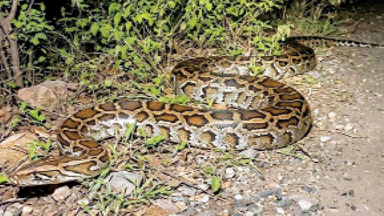 Vadodara : ડભોઇની તરસાણા ચોકડી પાસે મહાકાય અજગર દેખાતા દહેશત