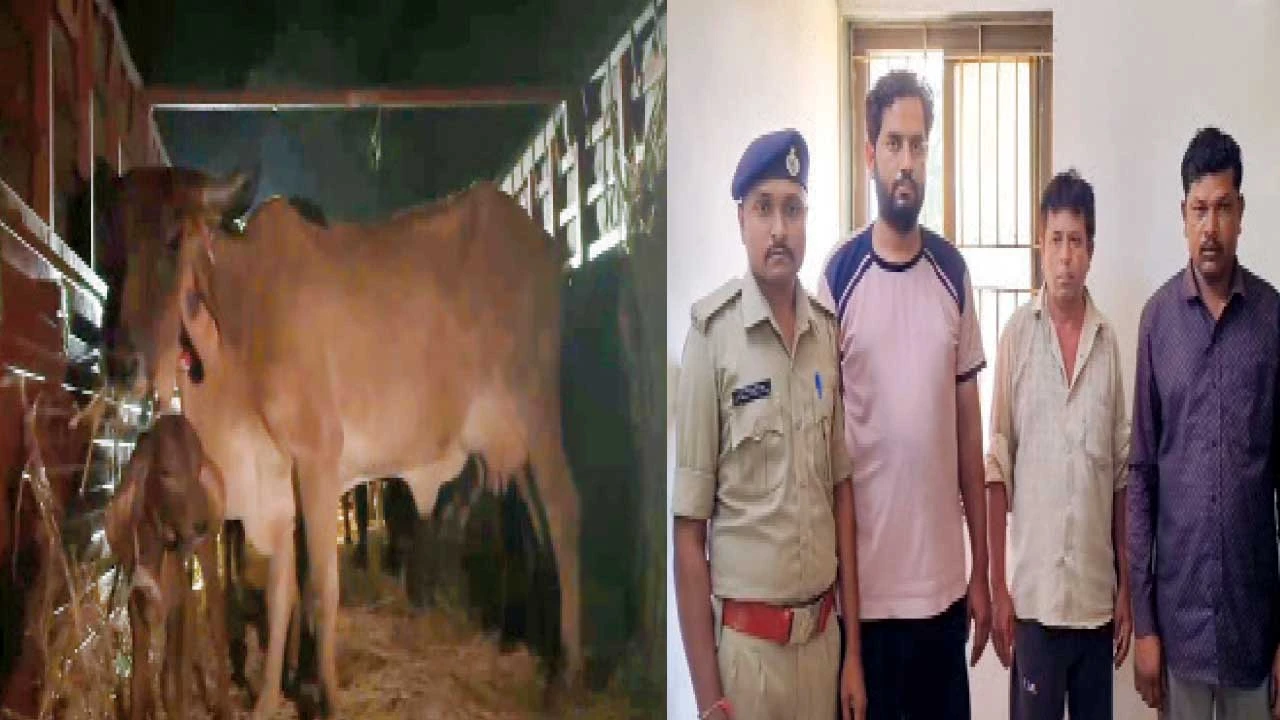 Vadodara : સાવલીના રાયકા પાસેથી મહારાષ્ટ્ર લઇ જવાતા 17 પશુને બચાવાયા