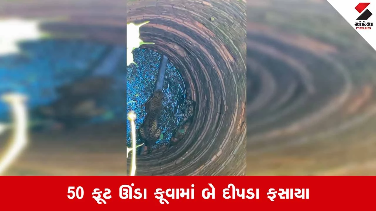 Vadodaraના સાપિયામાં ગામની સીમમાં કૂવામાં ખાબક્યા 2 દીપડા! વન વિભાગનું રેસ્ક્યૂ ઓપરેશન શરૂ