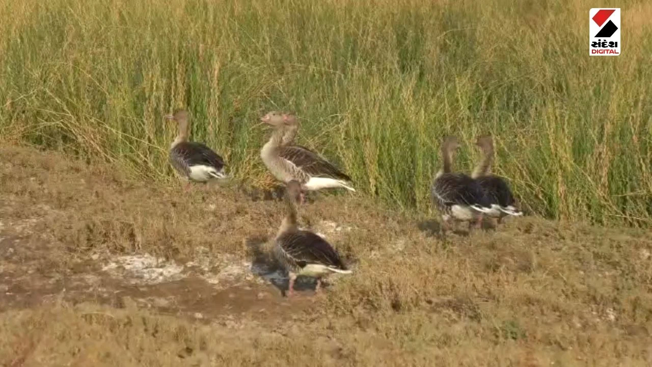 Surendranagar News: Wild Ass Sanctuary Opens for Tourists, Migratory Birds Arrive