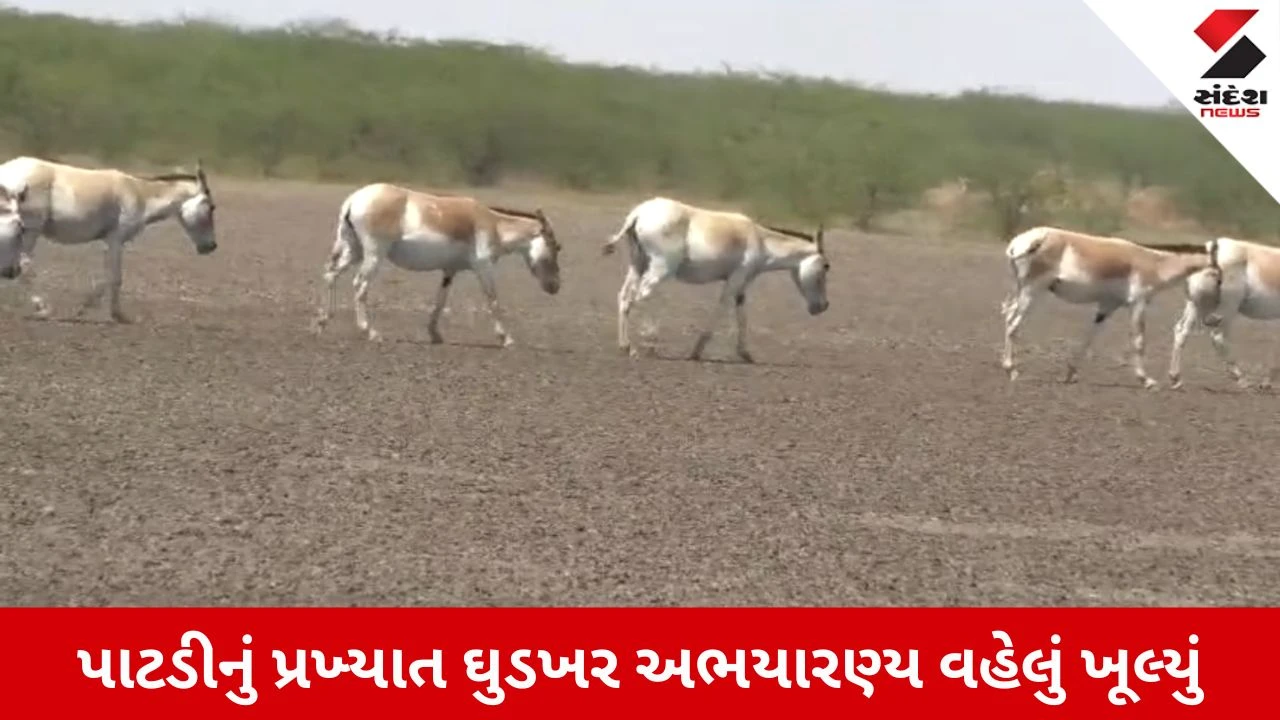 Surendranagar News: પાટડીનું ઘુડખર અભયારણ્ય વહેલું ખૂલતા પ્રવાસીઓનો ઘસારો, વિદેશી પક્ષીઓ અને ઘુડખર બન્યા આકર્ષણનું કેન્દ્ર!