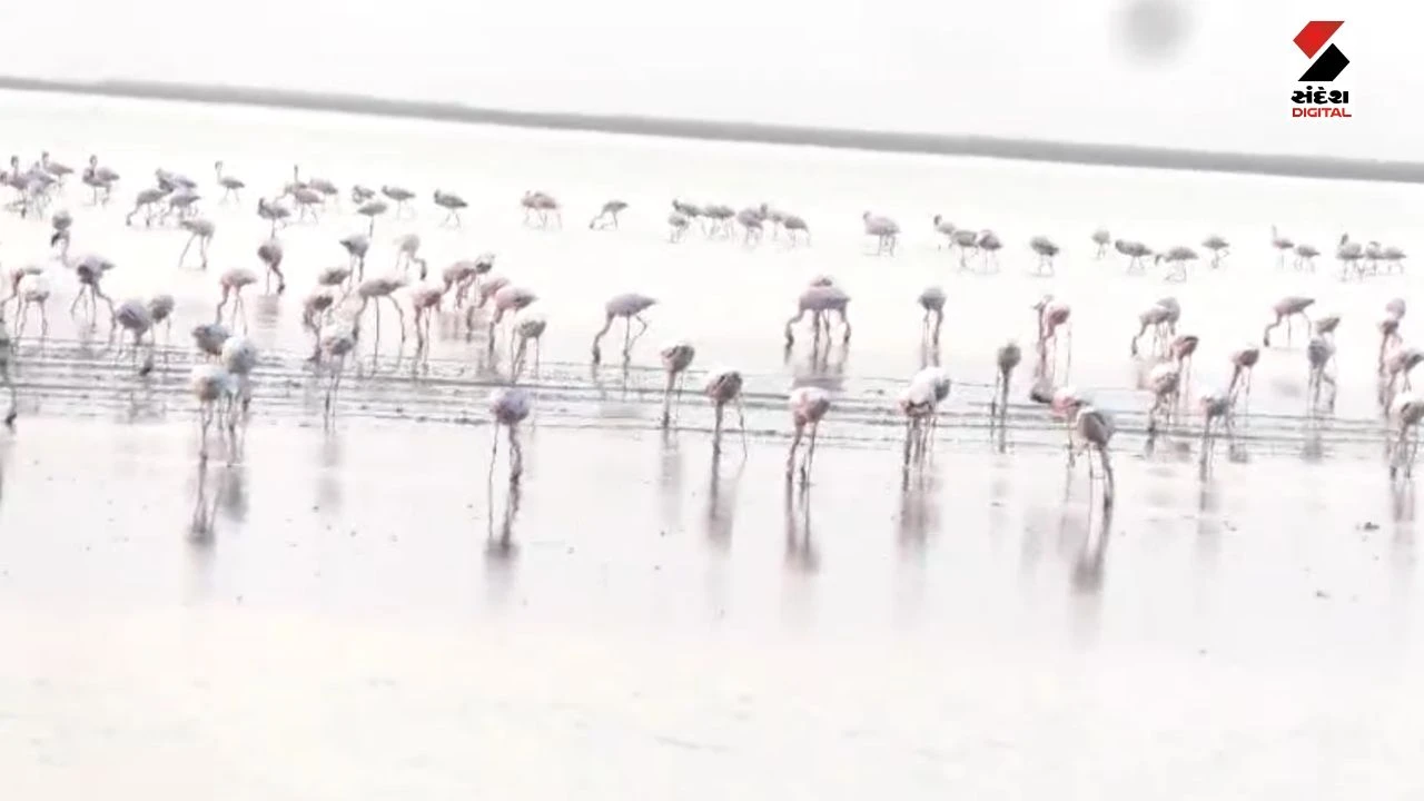 Surendranagar News: Wild Ass Sanctuary Opens for Tourists, Migratory Birds Arrive