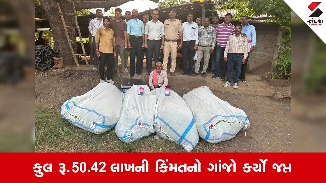 Nasvadiના પાલા ગામે SOGનો દરોડો, કપાસના પાકની આડમાં થતી ગાંજાની ખેતીનો થયો પર્દાફાશ!