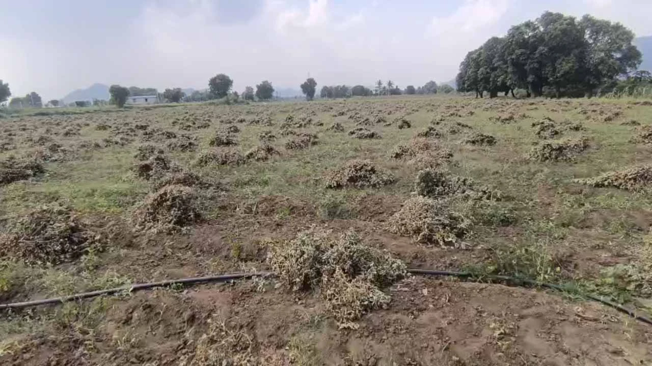 Fear of unseasonal rain in Amirgarh, Banaskantha