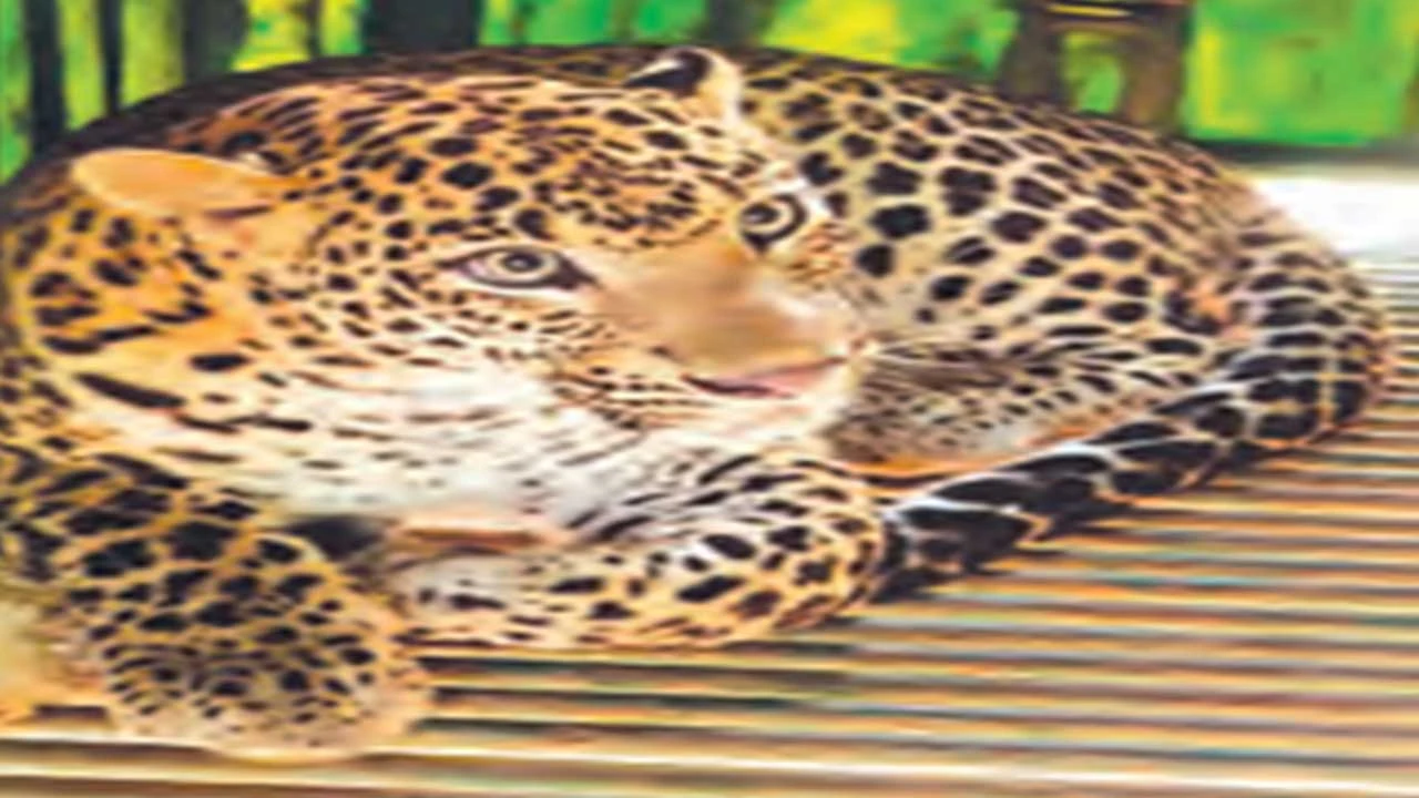 બેડકુવા ગામે દીપડો પાંજરામાં પુરાયો