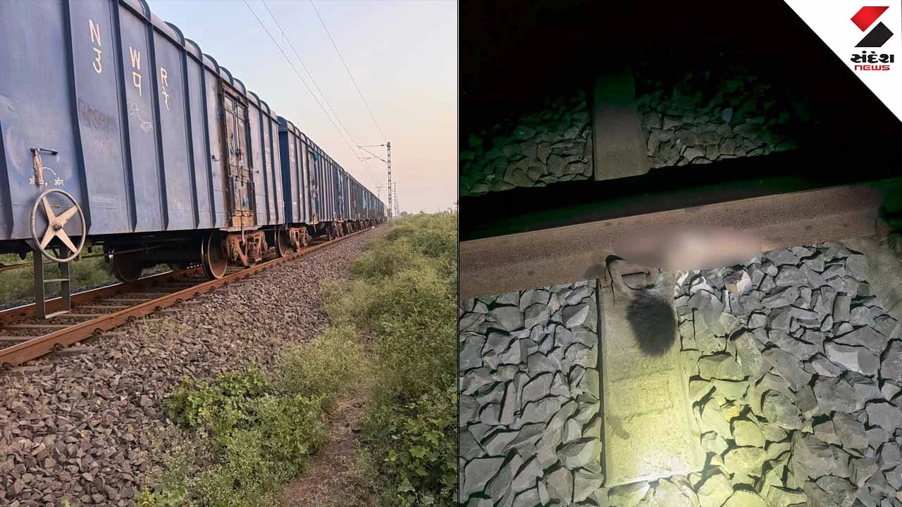 Train and lion accident in Amreli