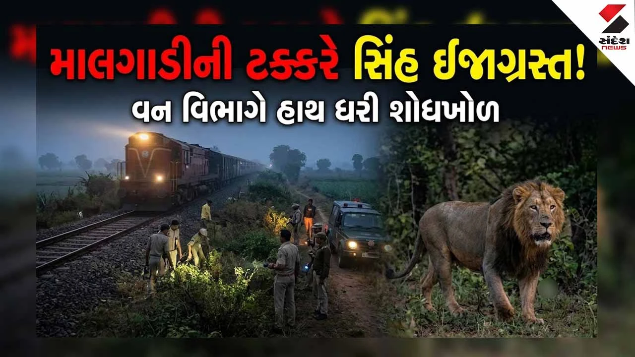 Amreliમાં કાળમુખી માલગાડીની ટક્કરે વનરાજ થયા ઈજાગ્રસ્ત: રેલવે ટ્રેક પરથી મળ્યું સિંહનું કપાયેલું પૂંછડું!