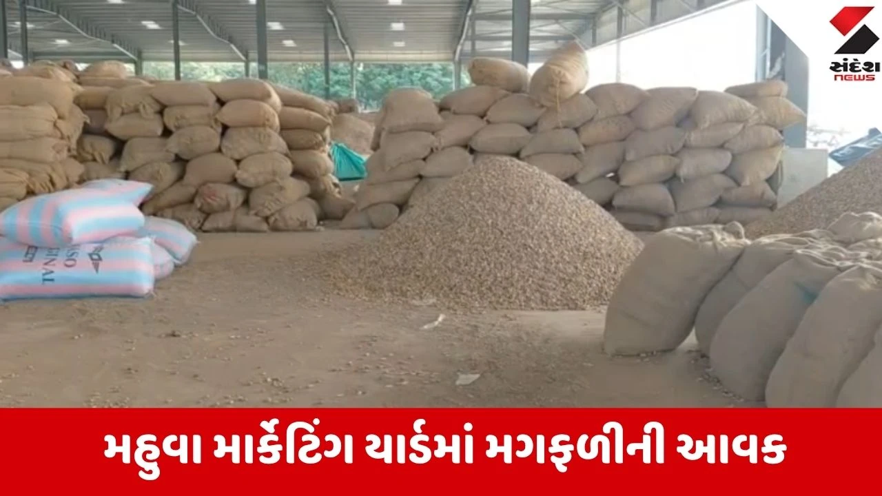 Mahuva: માર્કેટિંગ યાર્ડમાં મગફળીના ભાવમાં મોટો ઉછાળો, 66 નંબરના સીધા ₹2,260 બોલાયા!