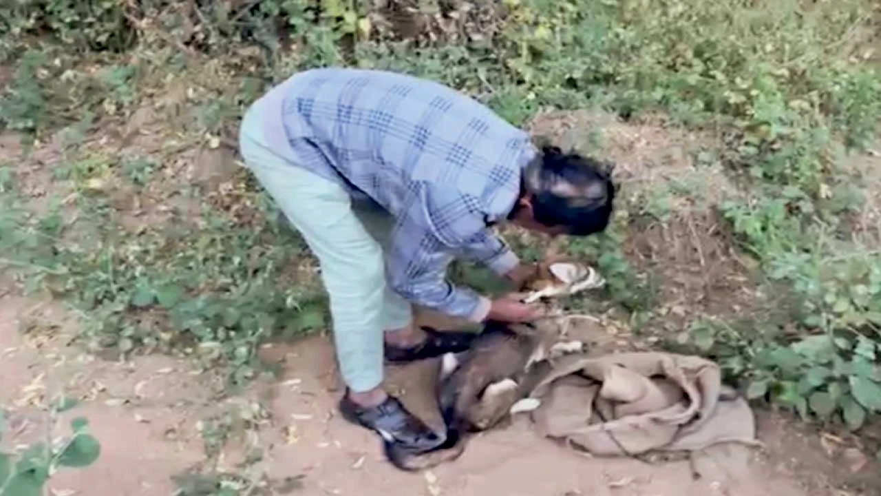 Mahesana : માં શિયાળની રંજાડ, 5ને ઈજા