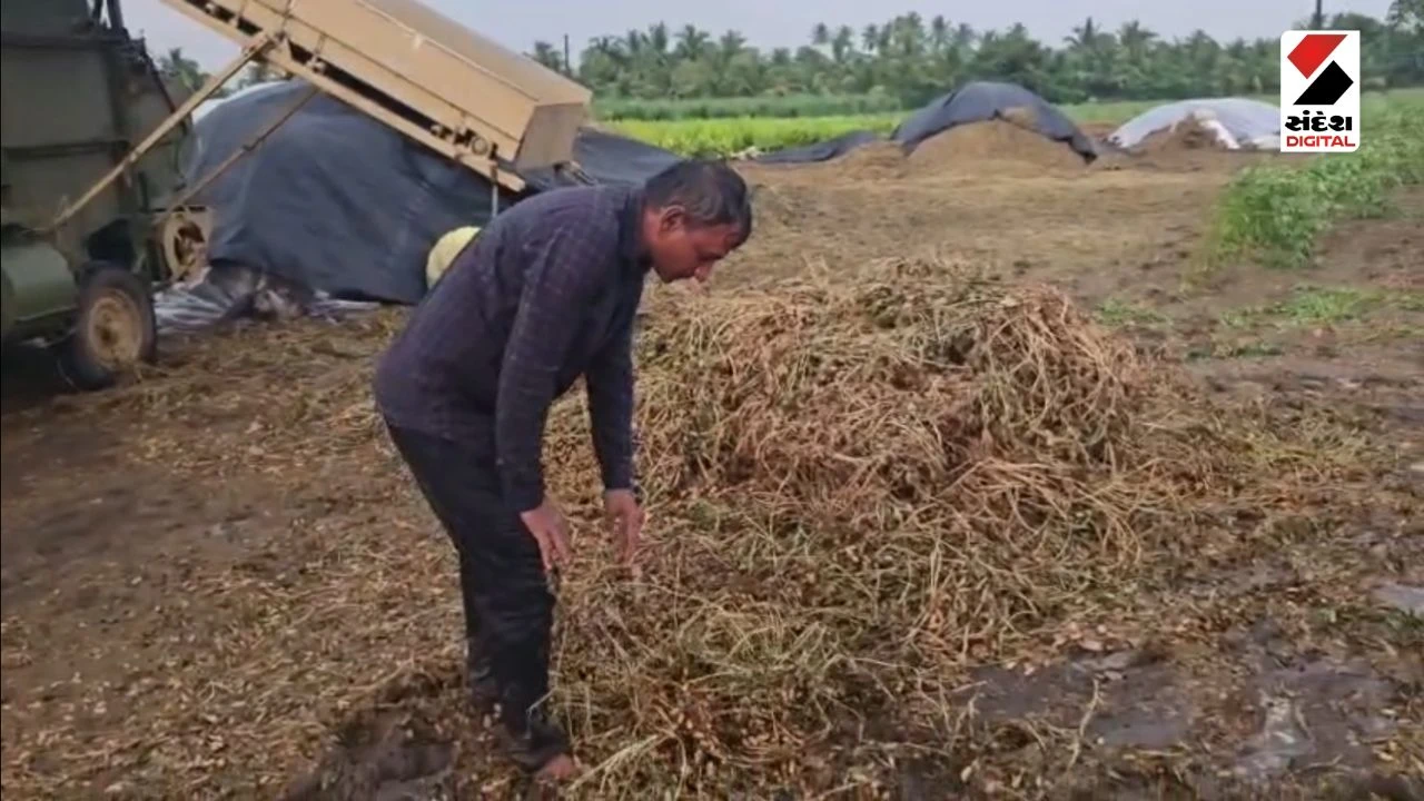 Unseasonal Rain in Gujarat, Crops Damaged, Saurashtra Farmers in trouble